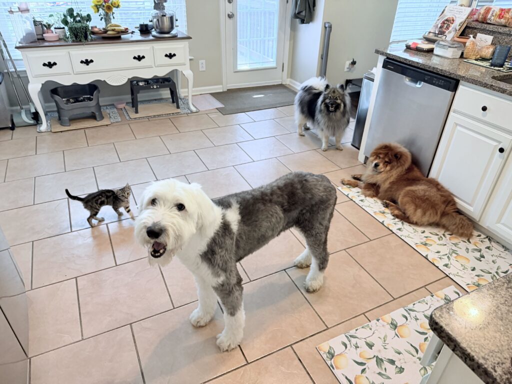 Steff's fur babies!
a small grey kitten stands in the kitchen, beside a grey and white doodle, a brown chow chow lays to the right, and the cutest Keshond stands towards the back